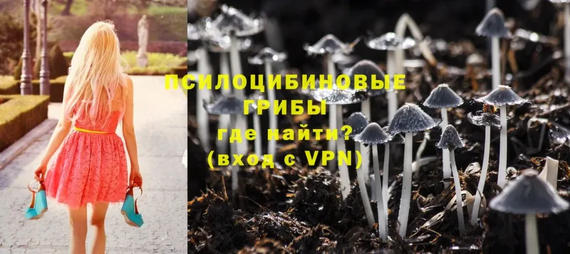 Псилоцибиновые грибы Psilocybine cubensis  Уварово 